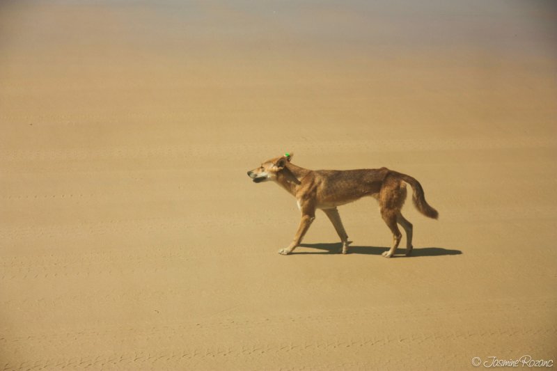 Un dingo