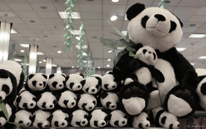 Pandi pandas