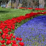 Les belles fleurs d'Hidiv Kasri
