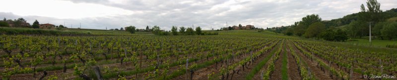 Les vignes du Beaujolais