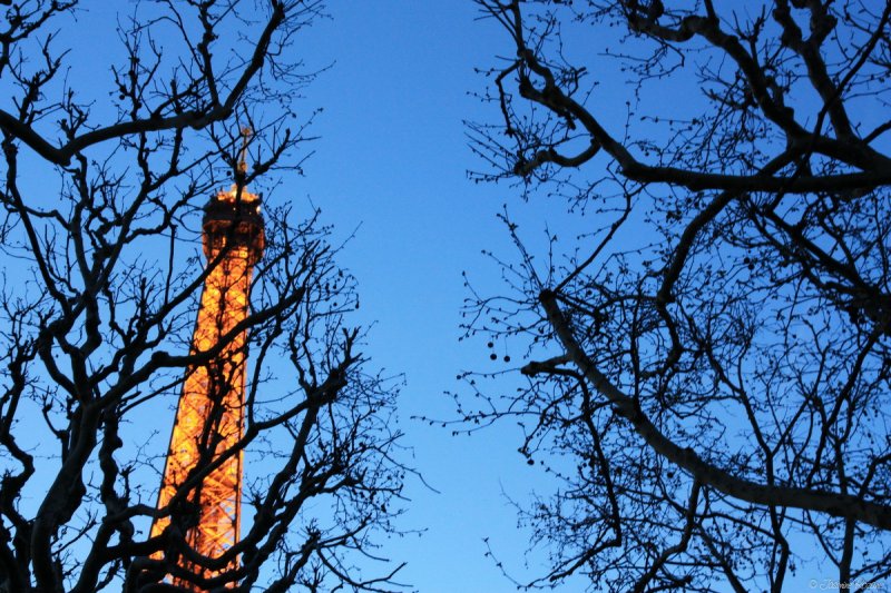 Eiffel beyond trees
