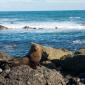 Lion de mer au Cape Palliser