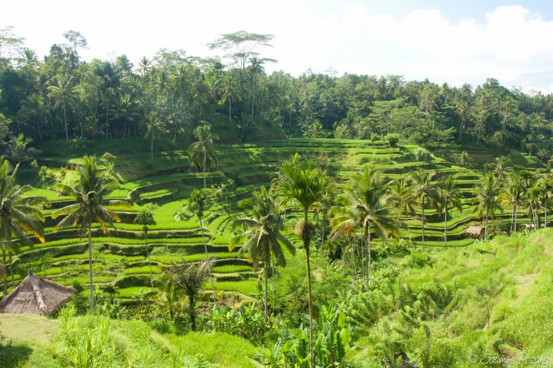 Tegalallang Rice Terrace