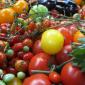 Tomatoes in Borough Market
